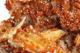 Top-Quality, Deep Red Vanadinite Crystals on Barite - Morocco #291088-2